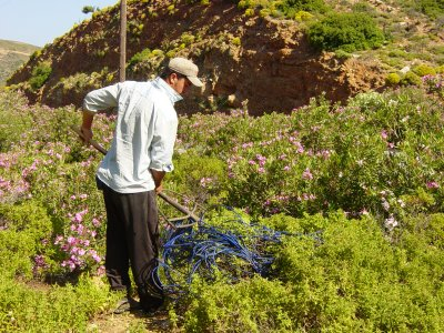 Cistus creticus, aka C. incanus, Ladanum; Lot-Shekhelet rock-rose, Rose of Sharon, raking mauve-only for Onycha resin